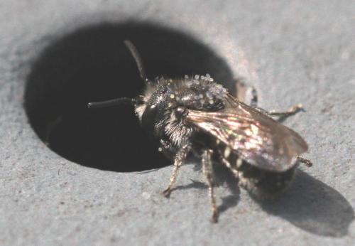 Stelis sp.